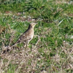 Anthus australis at Paddys River, ACT - 29 Jul 2020 12:00 PM