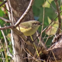 Acanthiza reguloides (Buff-rumped Thornbill) at Paddys River, ACT - 29 Jul 2020 by RodDeb