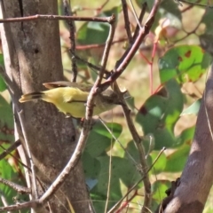 Acanthiza reguloides at Paddys River, ACT - 29 Jul 2020