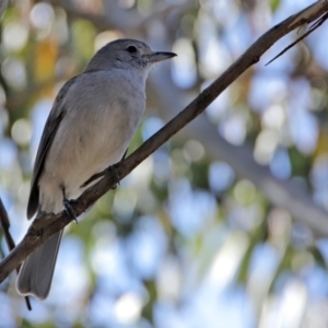 Colluricincla harmonica at Paddys River, ACT - 29 Jul 2020