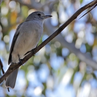 Colluricincla harmonica (Grey Shrikethrush) at Paddys River, ACT - 29 Jul 2020 by RodDeb