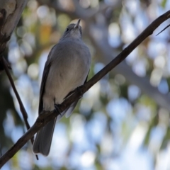 Colluricincla harmonica at Paddys River, ACT - 29 Jul 2020