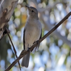 Colluricincla harmonica at Paddys River, ACT - 29 Jul 2020 01:46 PM