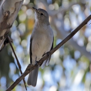 Colluricincla harmonica at Paddys River, ACT - 29 Jul 2020