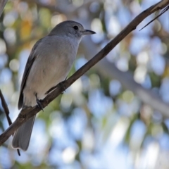 Colluricincla harmonica at Paddys River, ACT - 29 Jul 2020