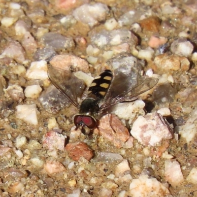 Melangyna viridiceps (Hover fly) at Paddys River, ACT - 29 Jul 2020 by RodDeb