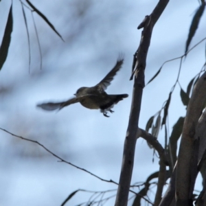 Gerygone fusca at Tennent, ACT - 29 Jul 2020