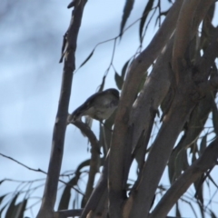 Gerygone fusca at Tennent, ACT - 29 Jul 2020