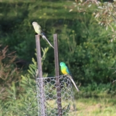 Psephotus haematonotus (Red-rumped Parrot) at Namadgi National Park - 29 Jul 2020 by RodDeb