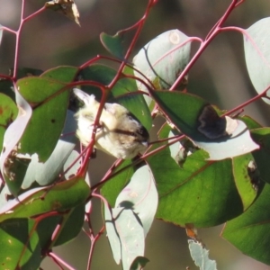 Smicrornis brevirostris at Paddys River, ACT - 29 Jul 2020