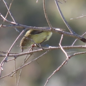 Smicrornis brevirostris at Paddys River, ACT - 29 Jul 2020