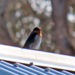 Hirundo neoxena (Welcome Swallow) at Paddys River, ACT - 29 Jul 2020 by RodDeb