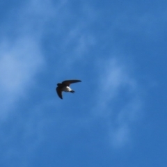 Hirundo neoxena at Paddys River, ACT - 29 Jul 2020