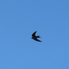 Hirundo neoxena at Paddys River, ACT - 29 Jul 2020