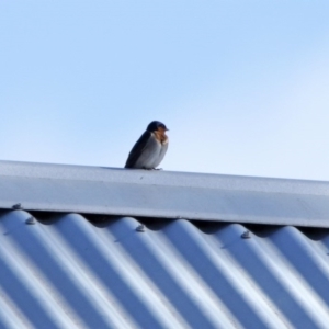 Hirundo neoxena at Paddys River, ACT - 29 Jul 2020