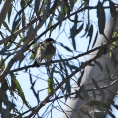 Nesoptilotis leucotis (White-eared Honeyeater) at Tennent, ACT - 29 Jul 2020 by RodDeb