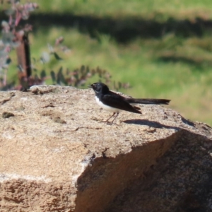 Rhipidura leucophrys at Paddys River, ACT - 29 Jul 2020