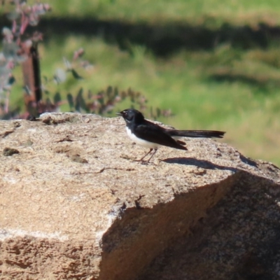 Rhipidura leucophrys (Willie Wagtail) at Paddys River, ACT - 29 Jul 2020 by RodDeb