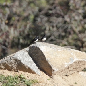 Rhipidura leucophrys at Paddys River, ACT - 29 Jul 2020