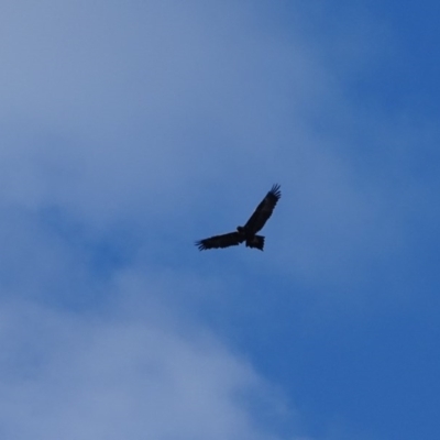 Aquila audax (Wedge-tailed Eagle) at Garran, ACT - 30 Jul 2020 by Mike