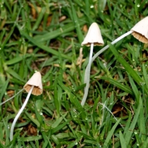 Conocybe apala at Quaama, NSW - 4 Jan 2014 06:23 AM