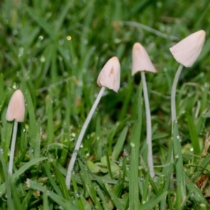 Conocybe apala at Quaama, NSW - 4 Jan 2014 06:23 AM