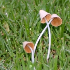 Conocybe apala at Quaama, NSW - 4 Jan 2014 06:23 AM