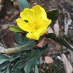 Hibbertia obtusifolia (Grey Guinea-flower) at Felltimber Creek NCR - 26 Jul 2020 by Alison4Natives