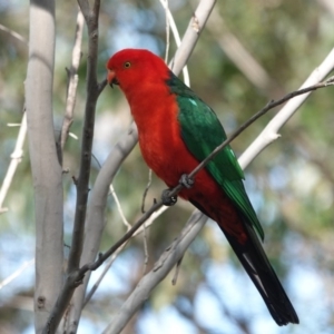 Alisterus scapularis at Black Range, NSW - 30 Jul 2020