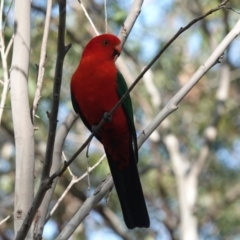 Alisterus scapularis at Black Range, NSW - 30 Jul 2020