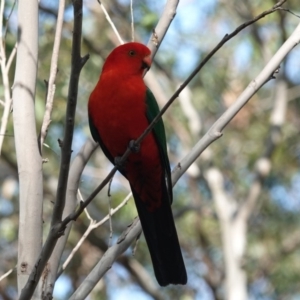 Alisterus scapularis at Black Range, NSW - 30 Jul 2020