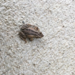 Crinia signifera (Common Eastern Froglet) at Les Stone Park - 12 Jul 2020 by Alison4Natives