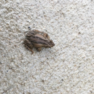 Crinia signifera (Common Eastern Froglet) at Wodonga - 12 Jul 2020 by Alison4Natives