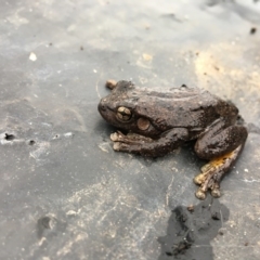 Litoria peronii (Peron's Tree Frog, Emerald Spotted Tree Frog) at Wodonga, VIC - 24 Jun 2020 by Alison4Natives