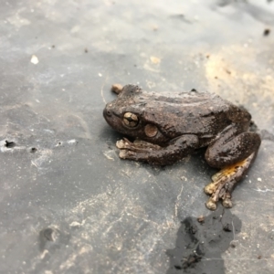 Litoria peronii at Wodonga, VIC - 24 Jun 2020 01:19 PM