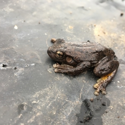 Litoria peronii (Peron's Tree Frog, Emerald Spotted Tree Frog) at Wodonga - 24 Jun 2020 by Alison4Natives