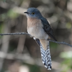 Cacomantis flabelliformis (Fan-tailed Cuckoo) at Black Range, NSW - 30 Jul 2020 by AndrewMcCutcheon