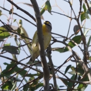 Pardalotus striatus at Black Range, NSW - 30 Jul 2020