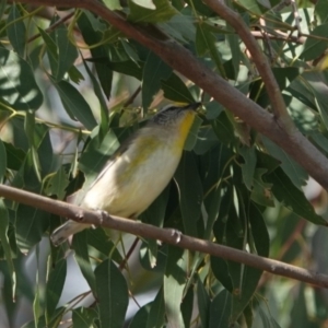 Pardalotus striatus at Black Range, NSW - 30 Jul 2020