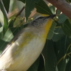 Pardalotus striatus at Black Range, NSW - 30 Jul 2020