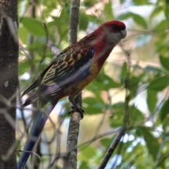 Platycercus elegans x eximius (hybrid) (Crimson x Eastern Rosella (hybrid)) at Black Range, NSW - 29 Jul 2020 by AndrewMcCutcheon