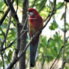 Platycercus elegans x eximius (hybrid) at Black Range, NSW - 30 Jul 2020