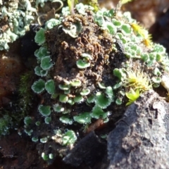 Cladonia sp. (Cup Lichen) at Bruce, ACT - 18 Jul 2020 by JanetRussell