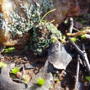 Cladonia sp. (genus) at Bruce, ACT - 18 Jul 2020 10:49 AM