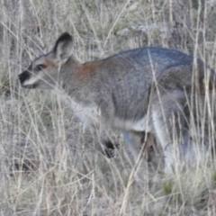 Notamacropus rufogriseus (Red-necked Wallaby) at Tuggeranong DC, ACT - 30 Jul 2020 by HelenCross