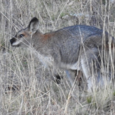 Notamacropus rufogriseus (Red-necked Wallaby) at McQuoids Hill - 30 Jul 2020 by HelenCross