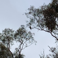 Dacelo novaeguineae (Laughing Kookaburra) at Albury - 22 Jul 2020 by PaulF