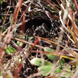 Lycosidae (family) at Cook, ACT - 30 Jul 2020 12:54 PM