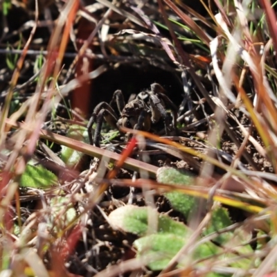 Lycosidae (family) (Unidentified wolf spider) at Mount Painter - 30 Jul 2020 by Tammy