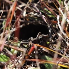 Lycosidae (family) at Cook, ACT - 30 Jul 2020 12:54 PM